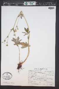 Potentilla pulcherrima image