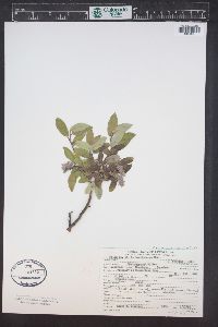 Salix brachycarpa image