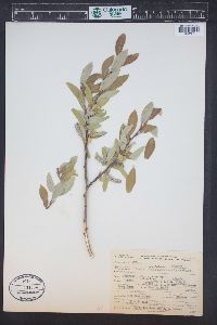 Salix brachycarpa image