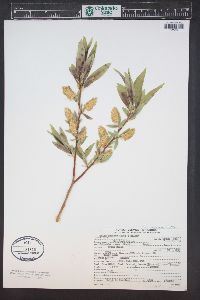 Salix lasiandra image