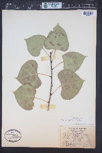 Populus deltoides subsp. monilifera image