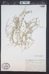 Galium microphyllum image