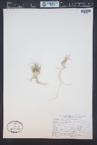 Sporobolus nealleyi image