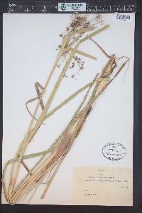 Scirpus microcarpus image