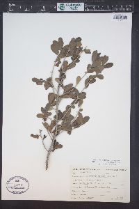 Diospyros texana image