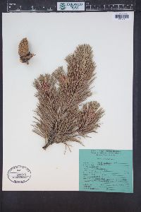 Pinus contorta image