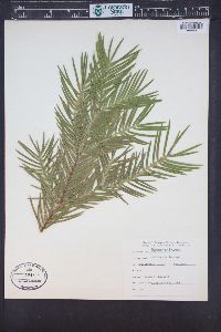 Torreya californica image