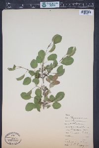 Rhamnus cathartica image