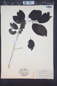 Krugiodendron ferreum image