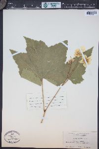 Rubus parviflorus image