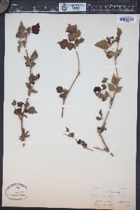 Rubus spectabilis image