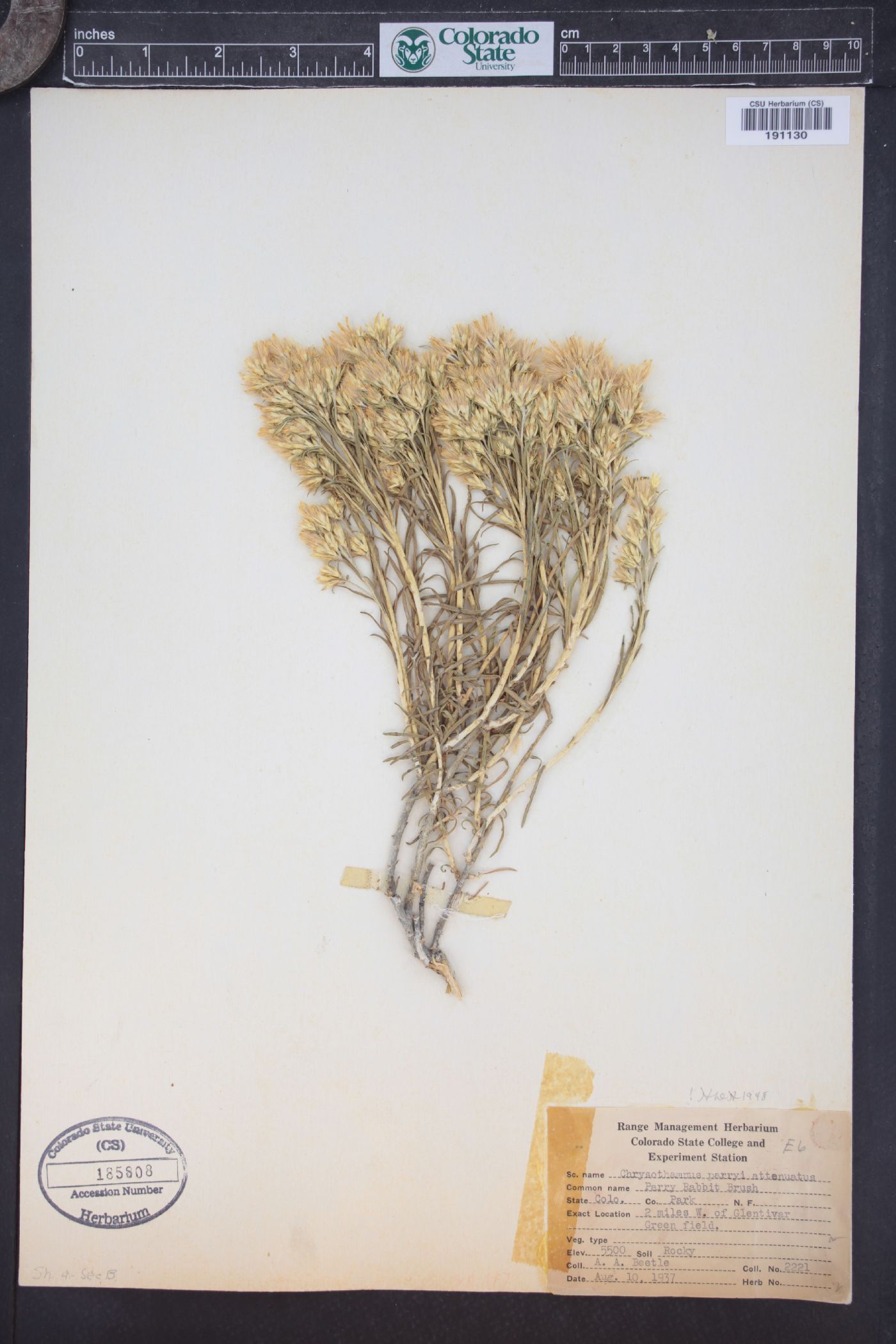 Ericameria parryi var. attenuata image