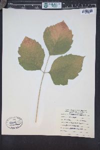 Toxicodendron rydbergii image