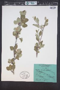 Cercocarpus montanus image