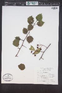 Crataegus douglasii image