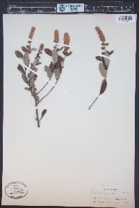 Spiraea douglasii image