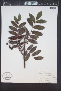 Sorbus americana image