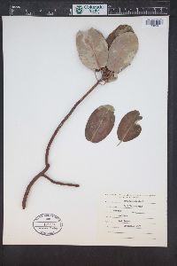 Arbutus menziesii image