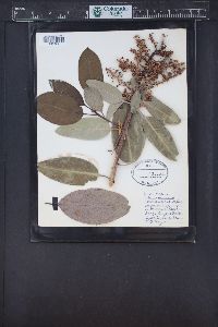 Arbutus menziesii image