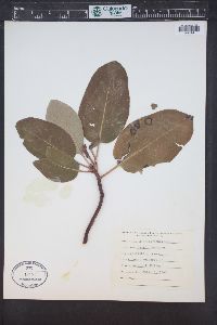 Arbutus menziesii image