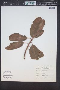 Arbutus menziesii image