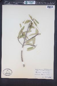 Frangula californica image