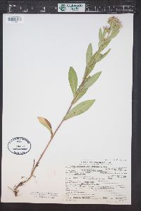 Symphyotrichum foliaceum image