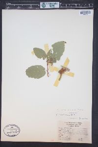 Corylus cornuta image