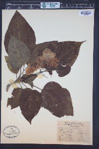 Catalpa bignonioides image