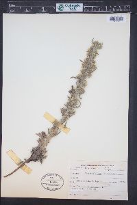 Oreocarya virgata image