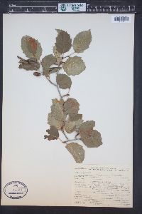 Alnus incana subsp. tenuifolia image