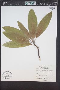 Arbutus menziesii image