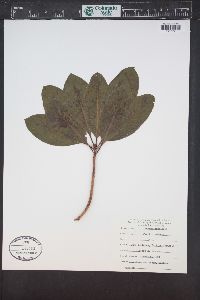 Arbutus menziesii image