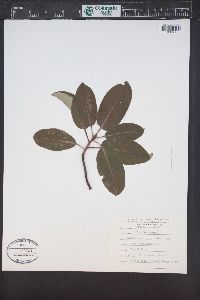 Arbutus menziesii image