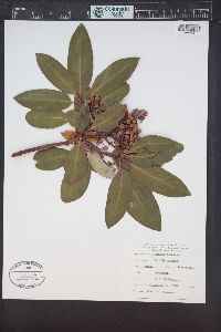 Arbutus menziesii image