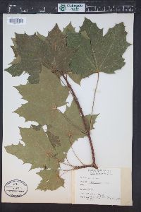 Acer platanoides image