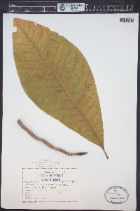 Magnolia tripetala image