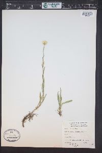 Solidago ptarmicoides image