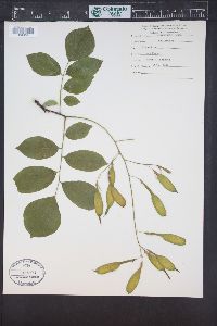 Cladrastis kentukea image