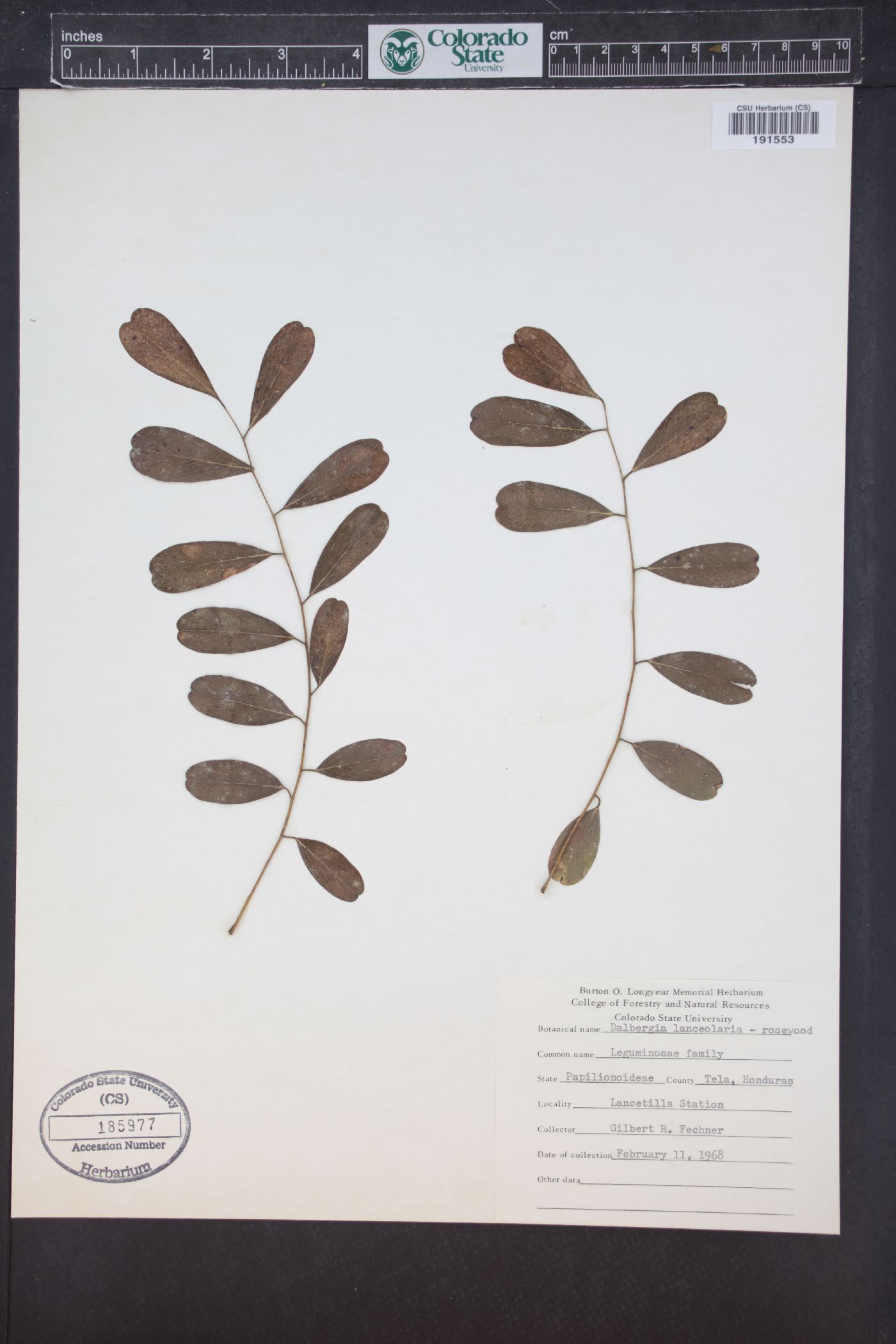 Dalbergia lanceolaria image