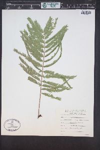 Cojoba arborea image