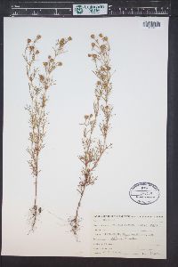 Dyssodia papposa image