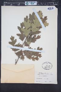 Quercus gambelii image