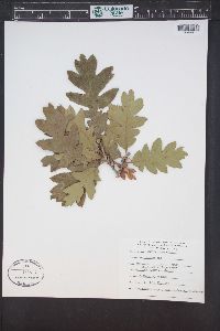 Quercus gambelii image