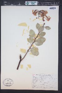 Arctostaphylos viscida image