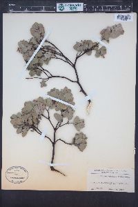 Arctostaphylos andersonii image