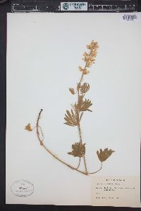 Lupinus sulphureus image