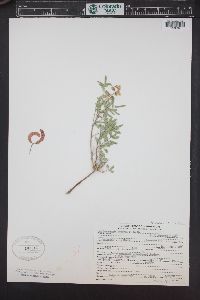 Pomaria jamesii image