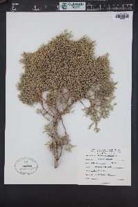 Juniperus monosperma image