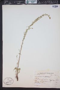 Artemisia norvegica image